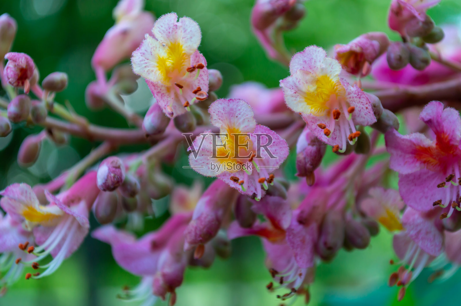 美丽的粉红色栗子花在树叶的背景照片摄影图片