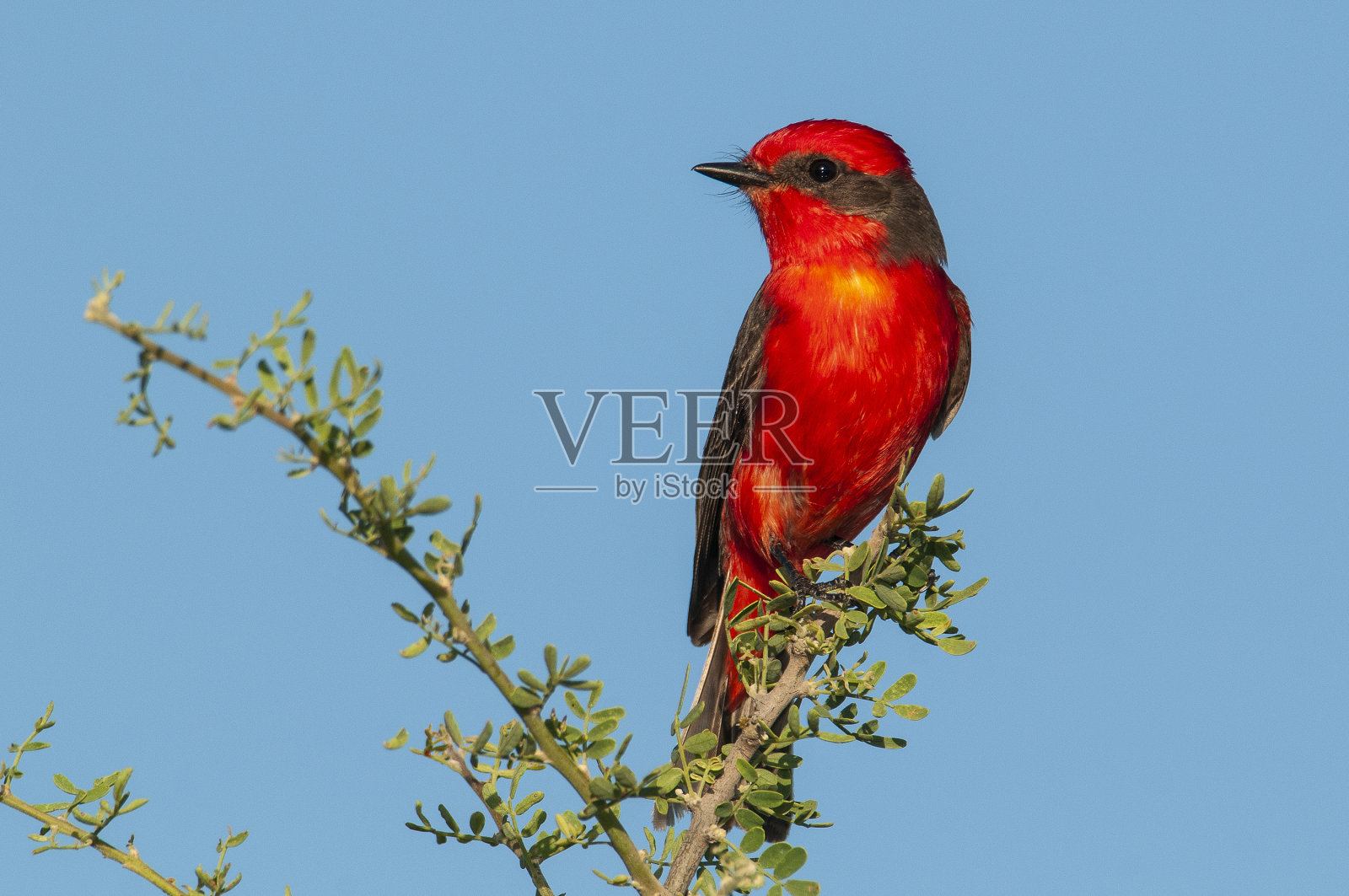 阿根廷巴塔哥尼亚拉潘帕，雄性栖息的朱红色捕蝇草照片摄影图片