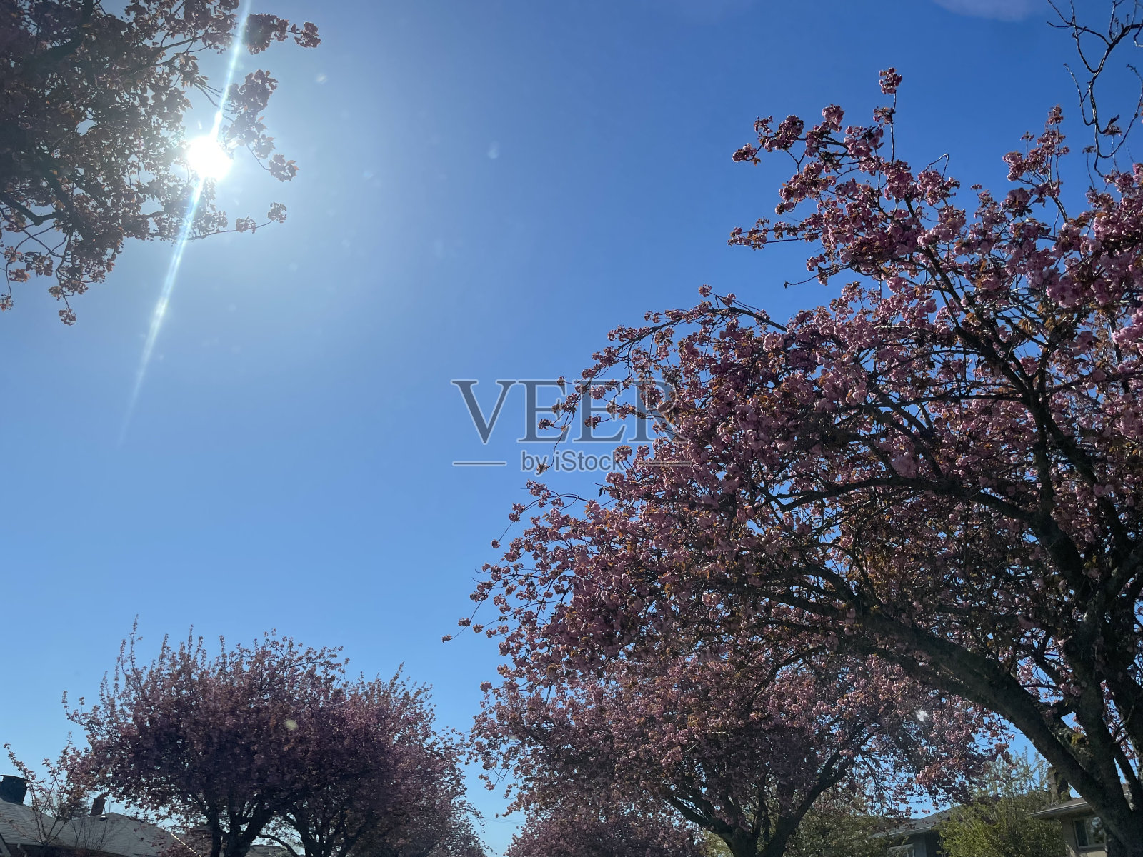 樱花树照片摄影图片