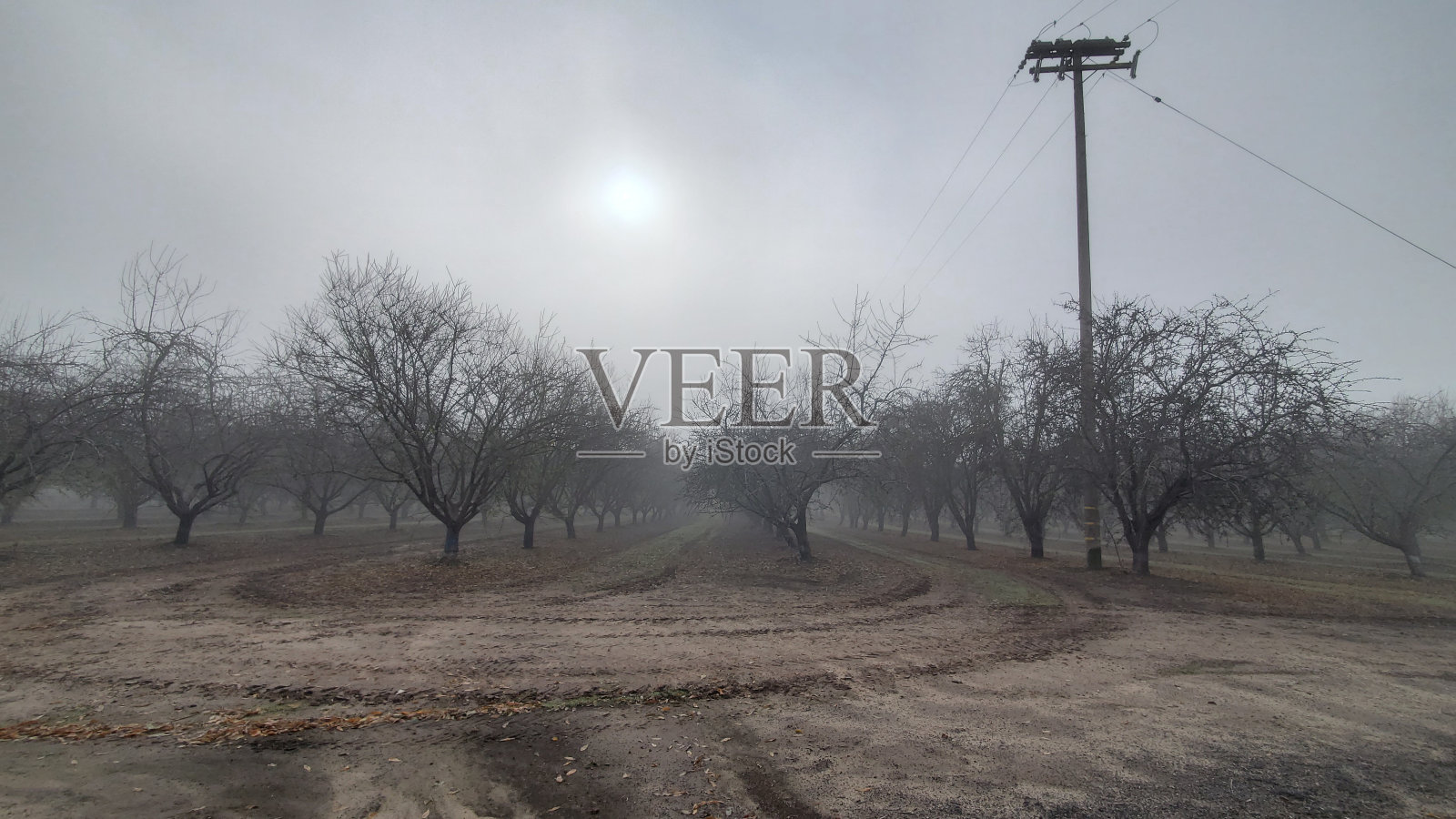 雾中的田野照片摄影图片