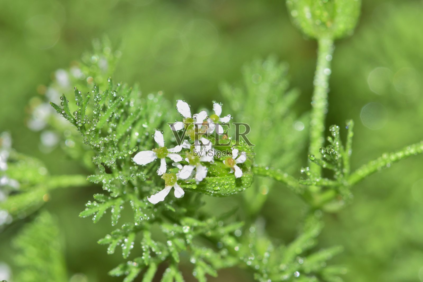 凤头针(凤头针)植物的花和叶子上有水滴。照片摄影图片
