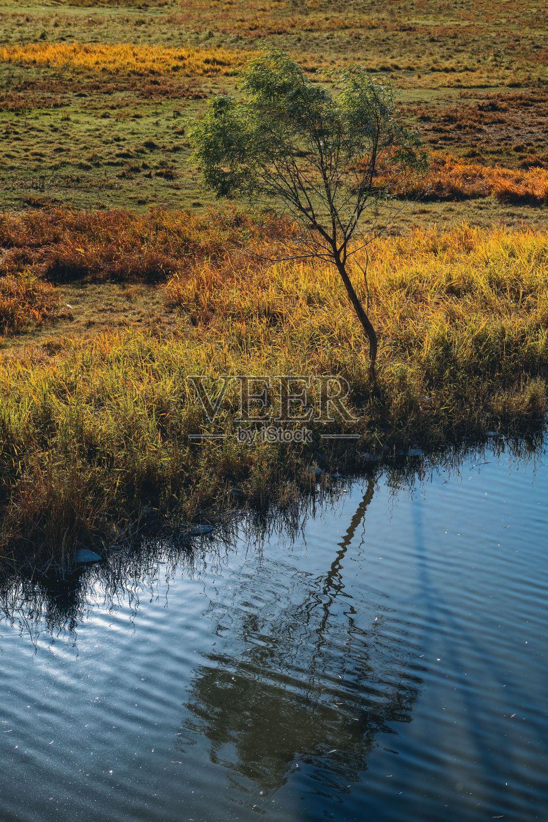 水边有一棵孤零零的树和一棵草照片摄影图片