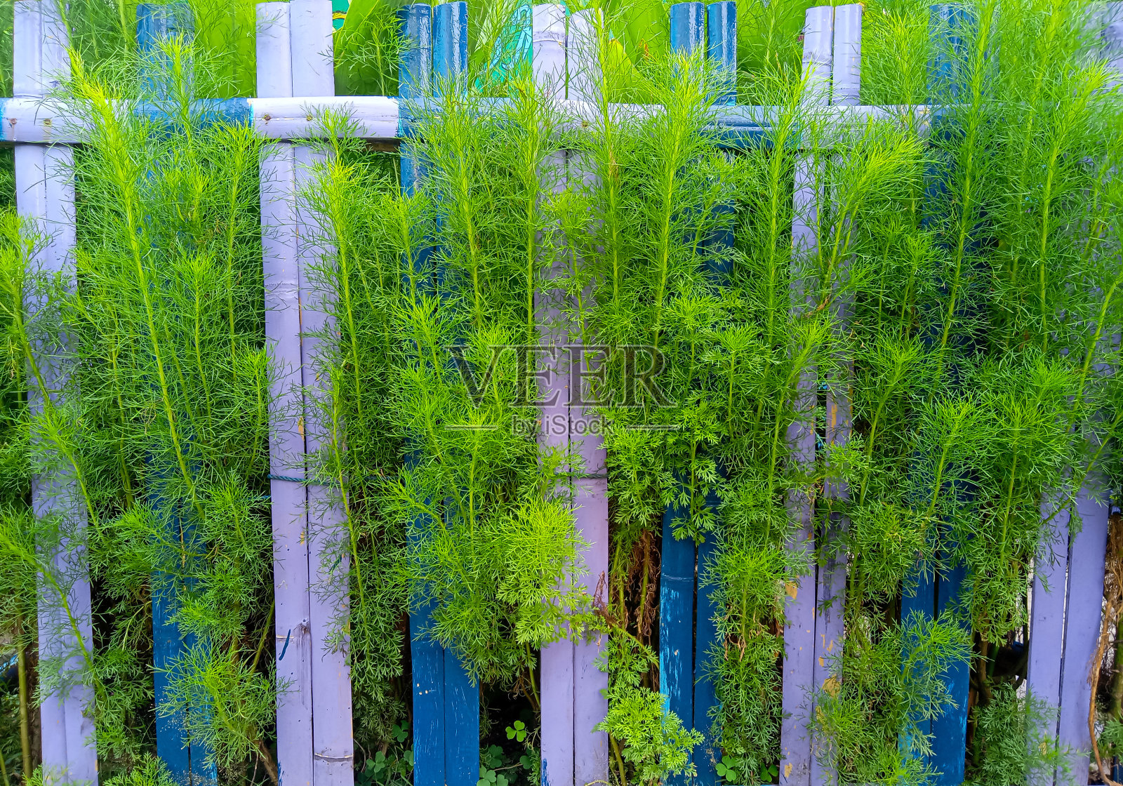 花园篱笆边的绿色观赏植物照片摄影图片