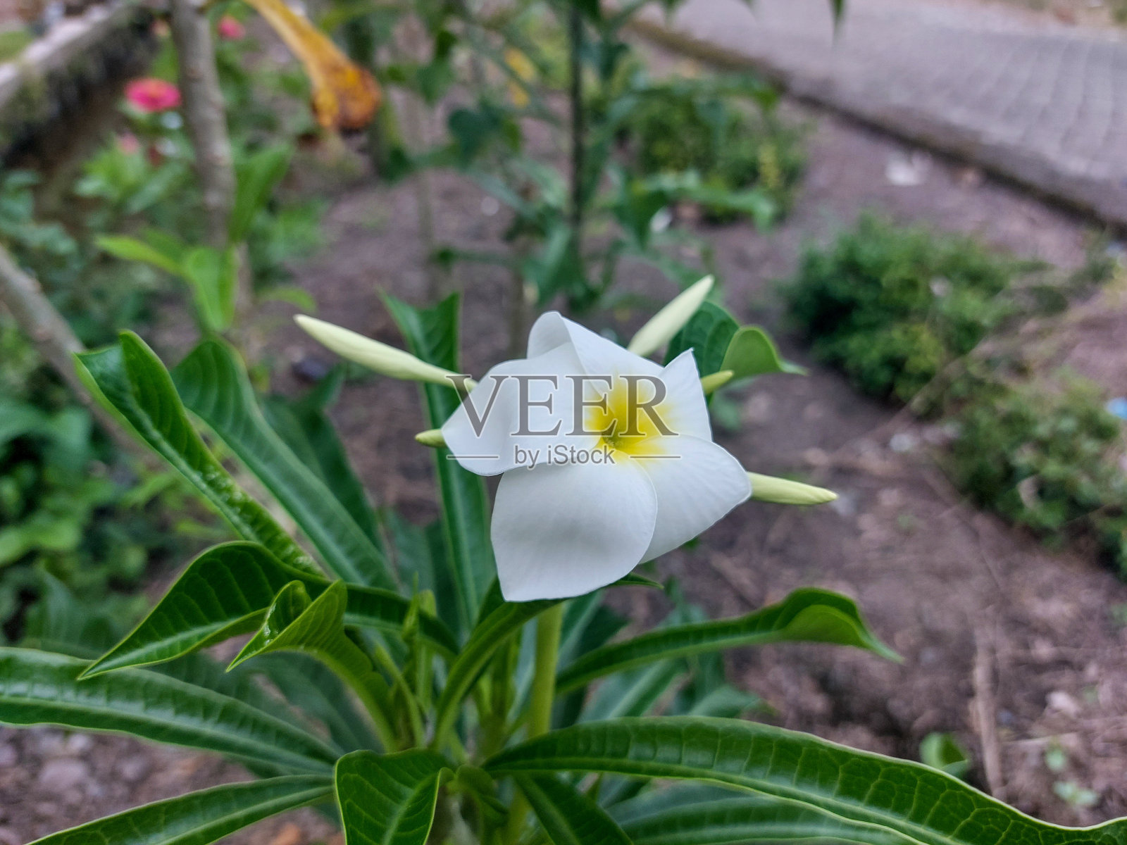 Plumeria pudica照片摄影图片