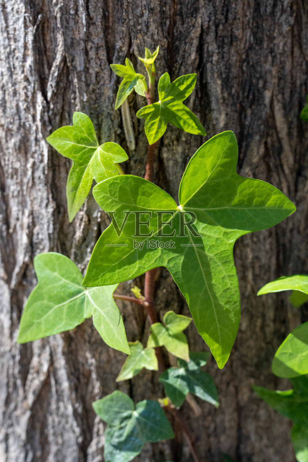 树干上植物的绿叶照片摄影图片