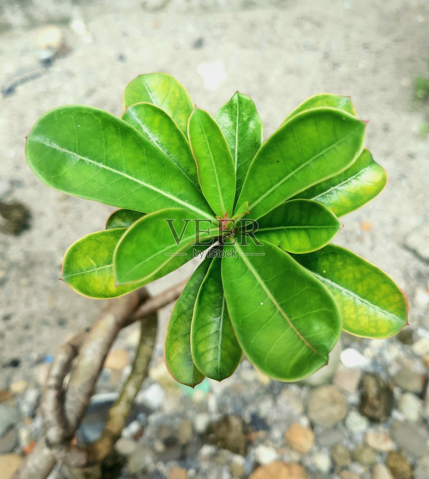 叶照片摄影图片