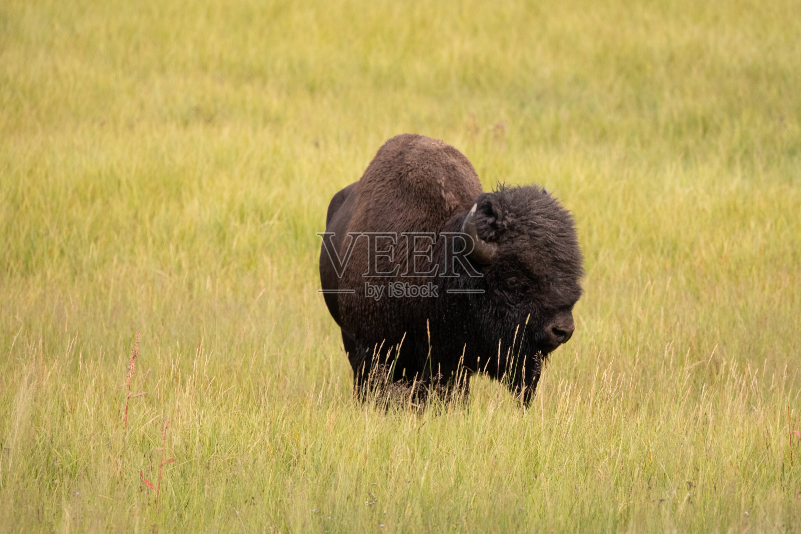 在美国黄石国家公园的海登谷，孤独的美洲野牛照片摄影图片