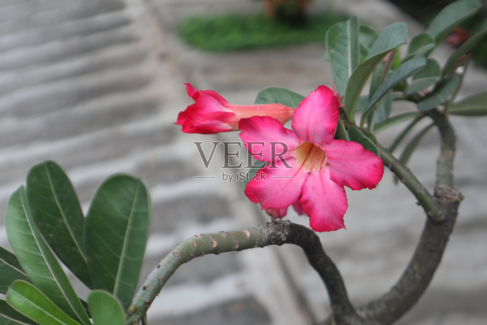 桔梗的红花照片摄影图片