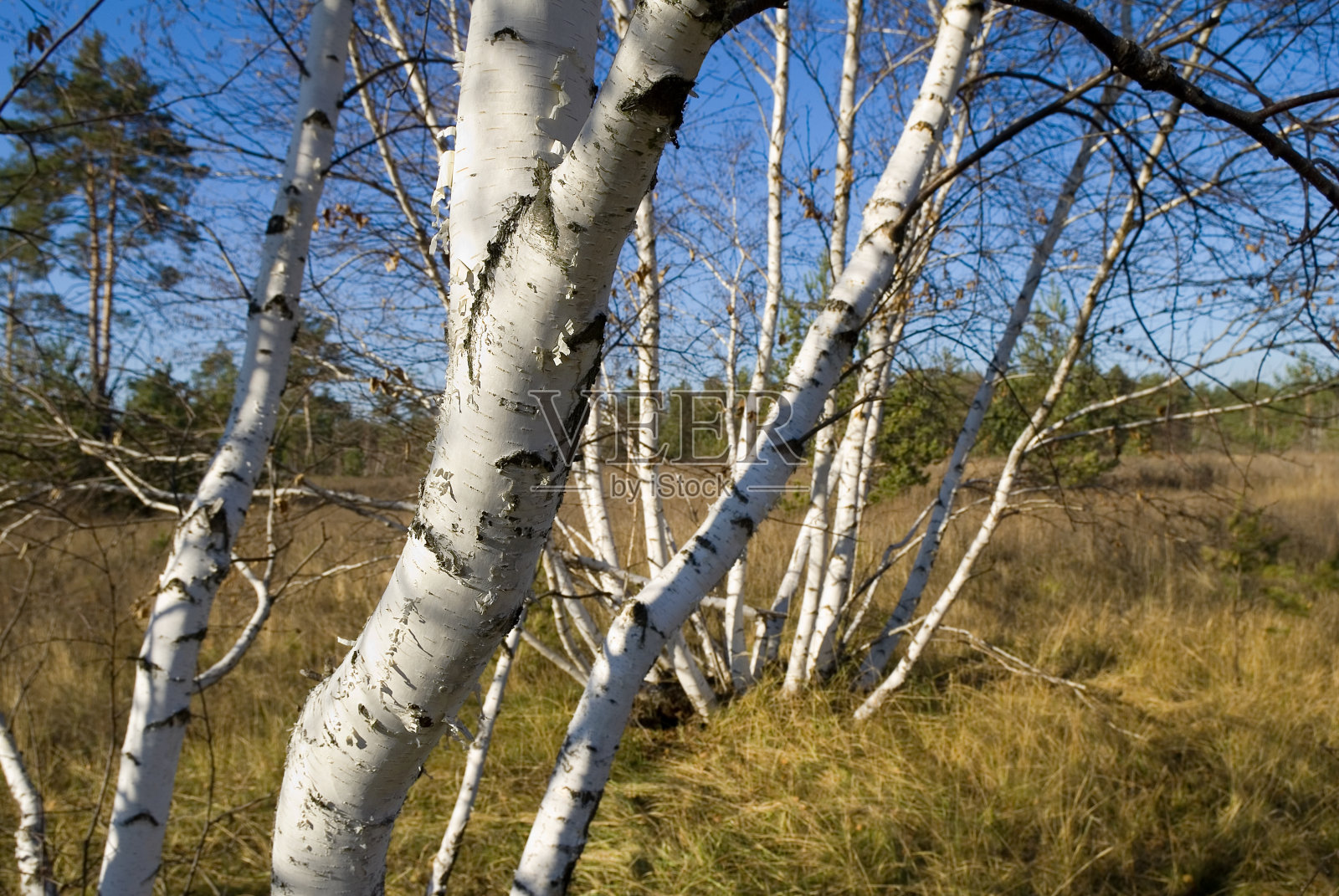 白桦林照片摄影图片