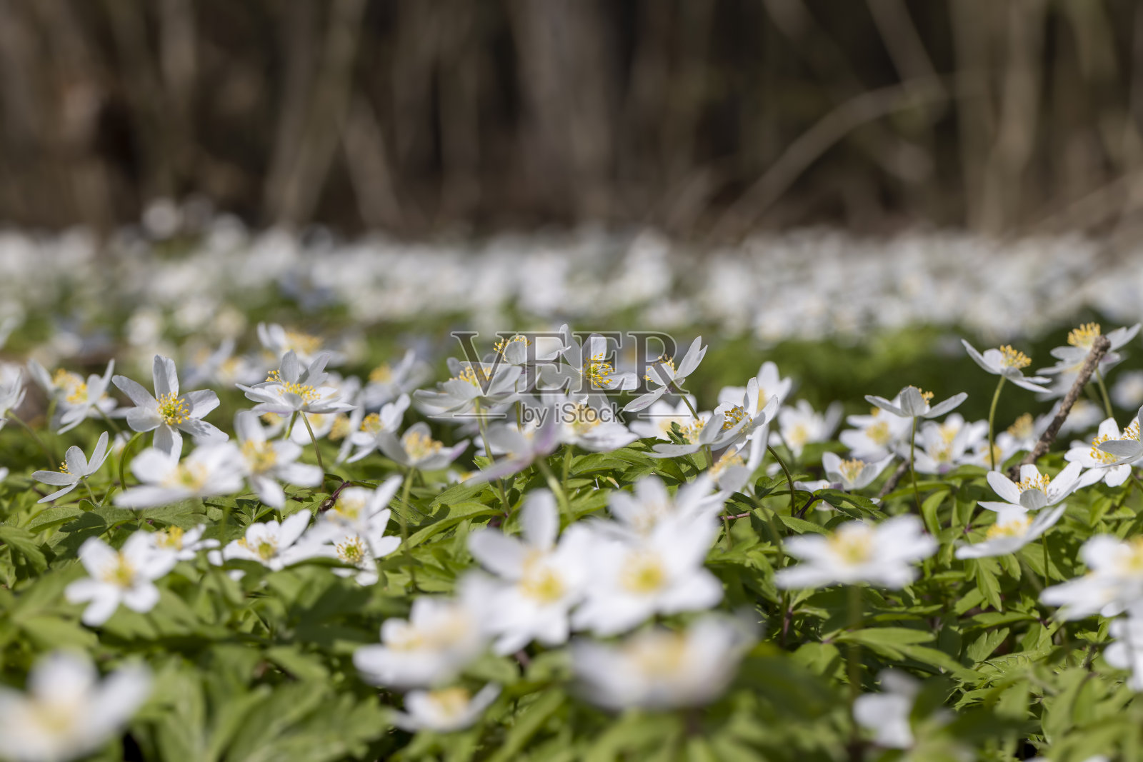 春天的第一朵花在森林里生长照片摄影图片