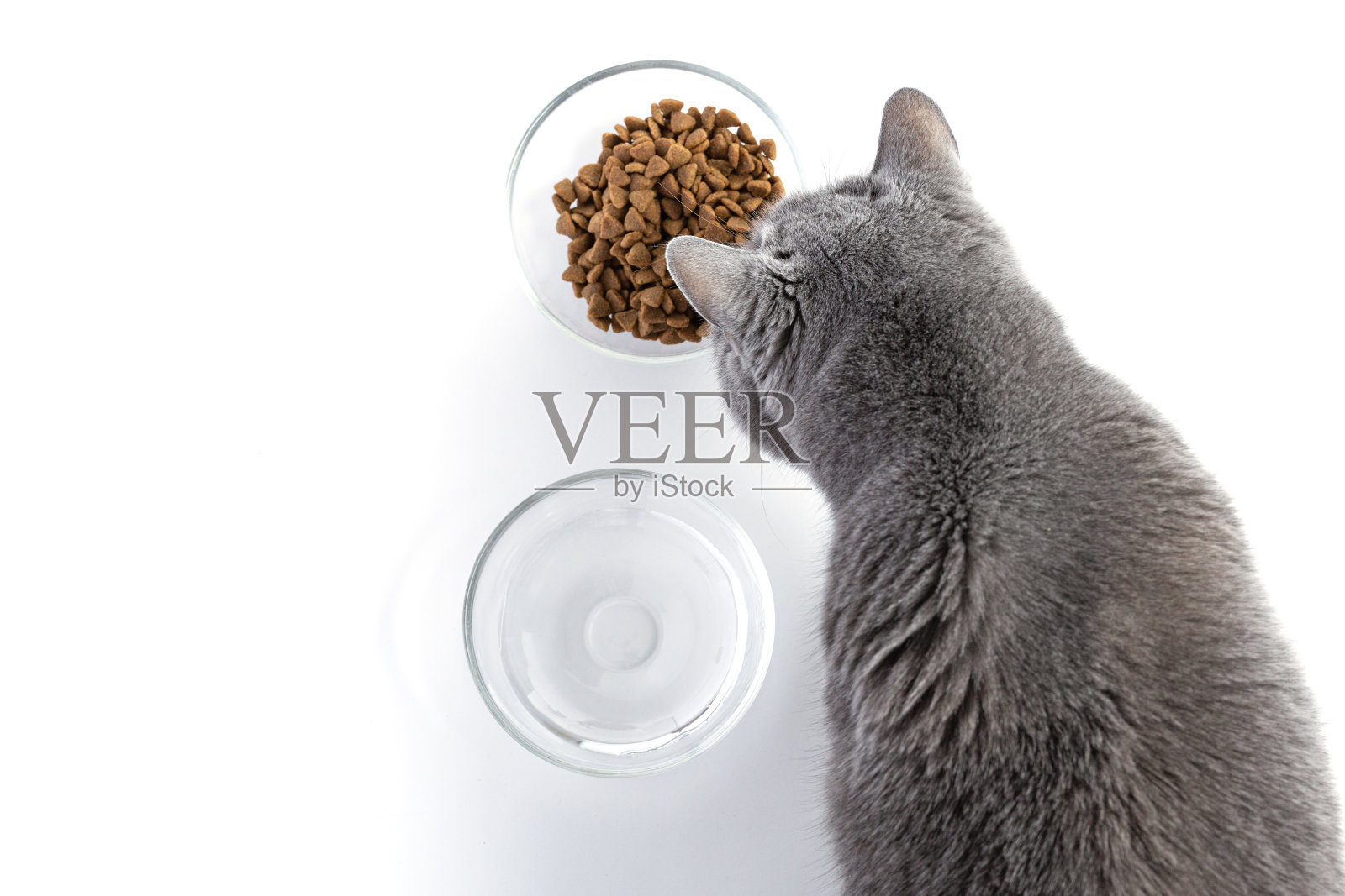 英国成年肥猫从透明的碗里吃干粮。旁边有一碗水。白色背景照片摄影图片