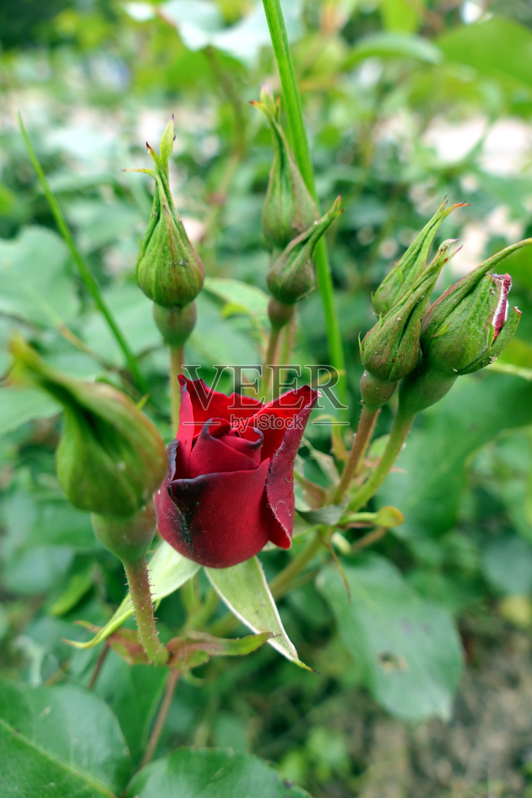 红玫瑰的花朵和花蕾照片摄影图片