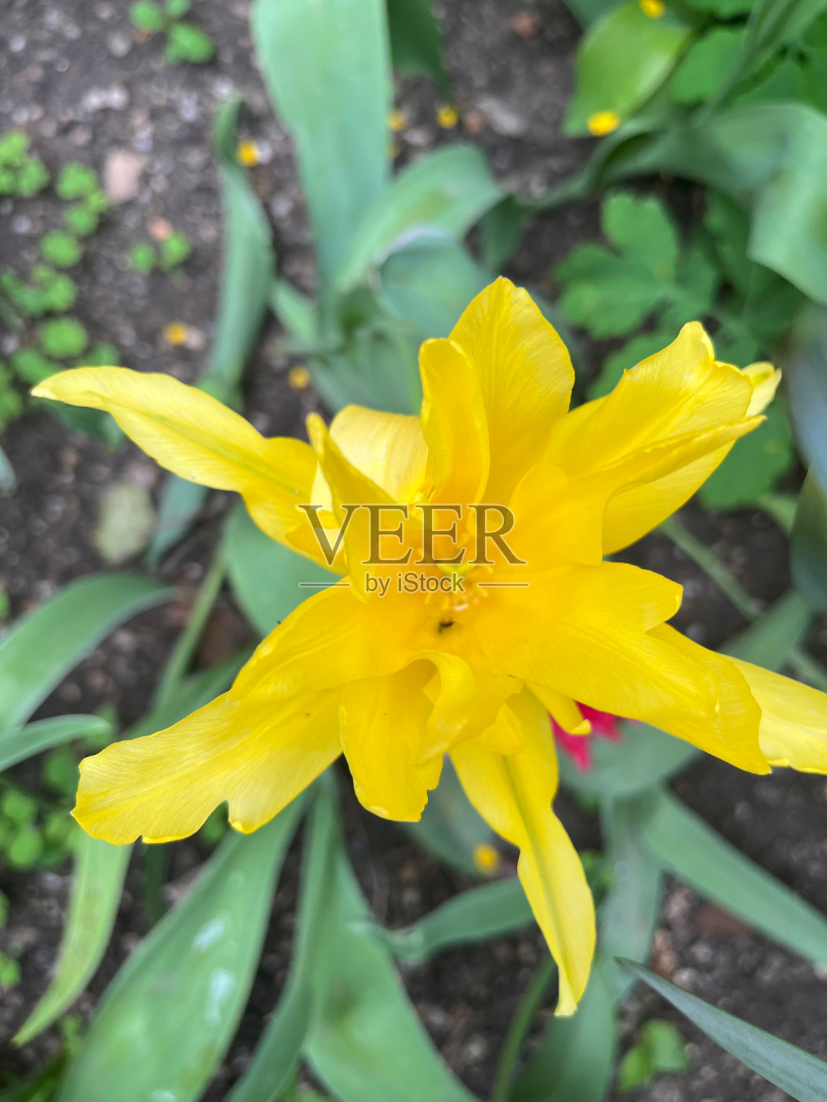 黄色野生郁金香花高角度特写照片摄影图片