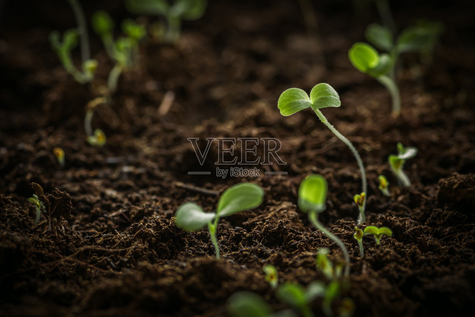 小小的绿色幼苗刚刚从种子中发芽照片摄影图片
