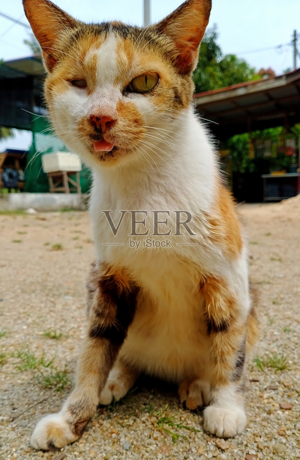 猫伸出舌头照片摄影图片