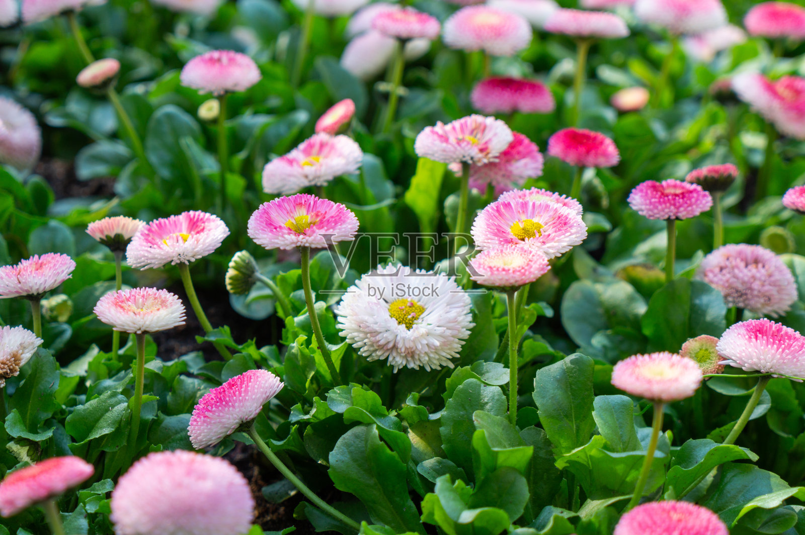 白色和粉红色的嫩雏菊。母亲节春卡照片摄影图片