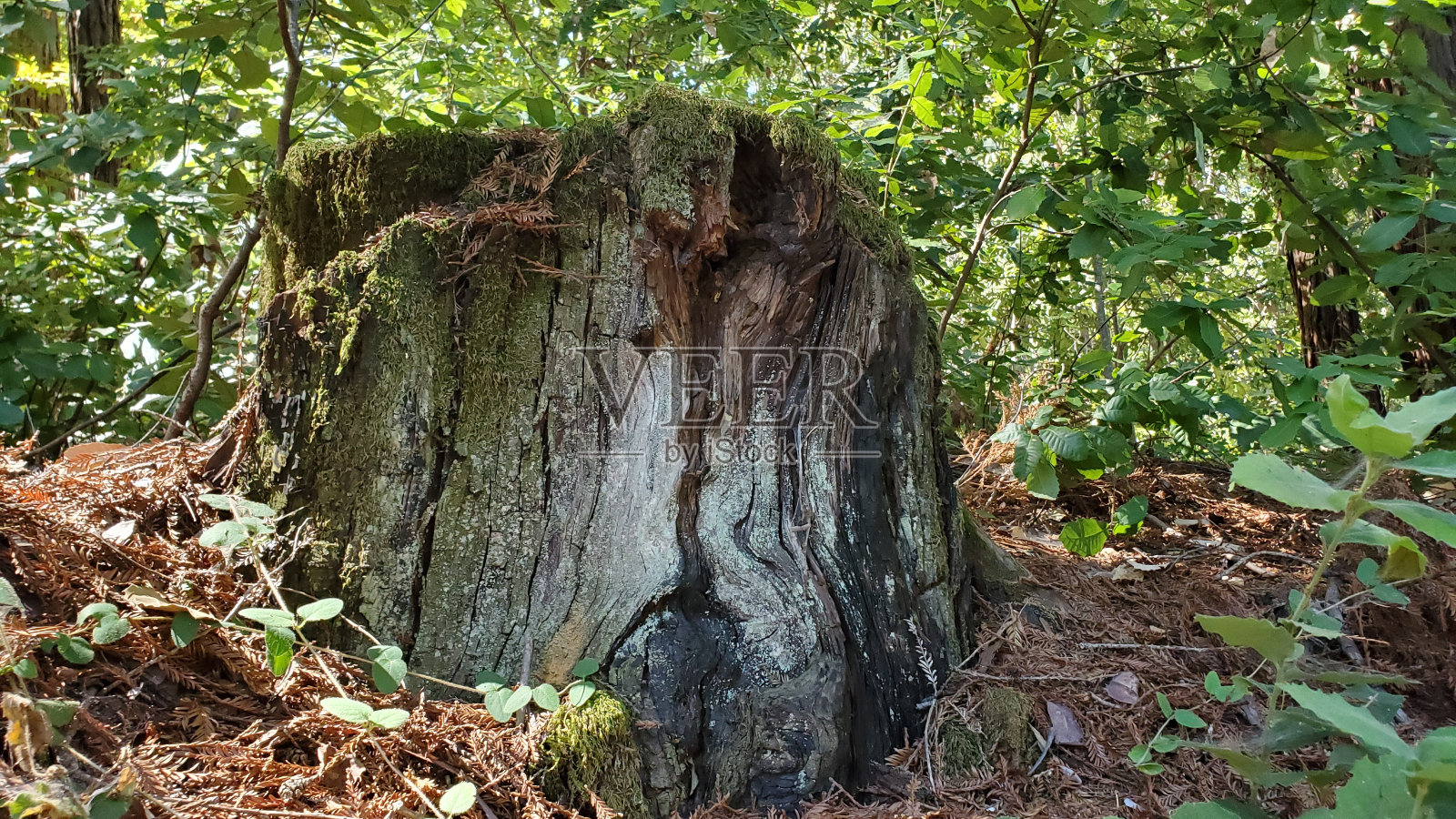 森林里的老树桩照片摄影图片