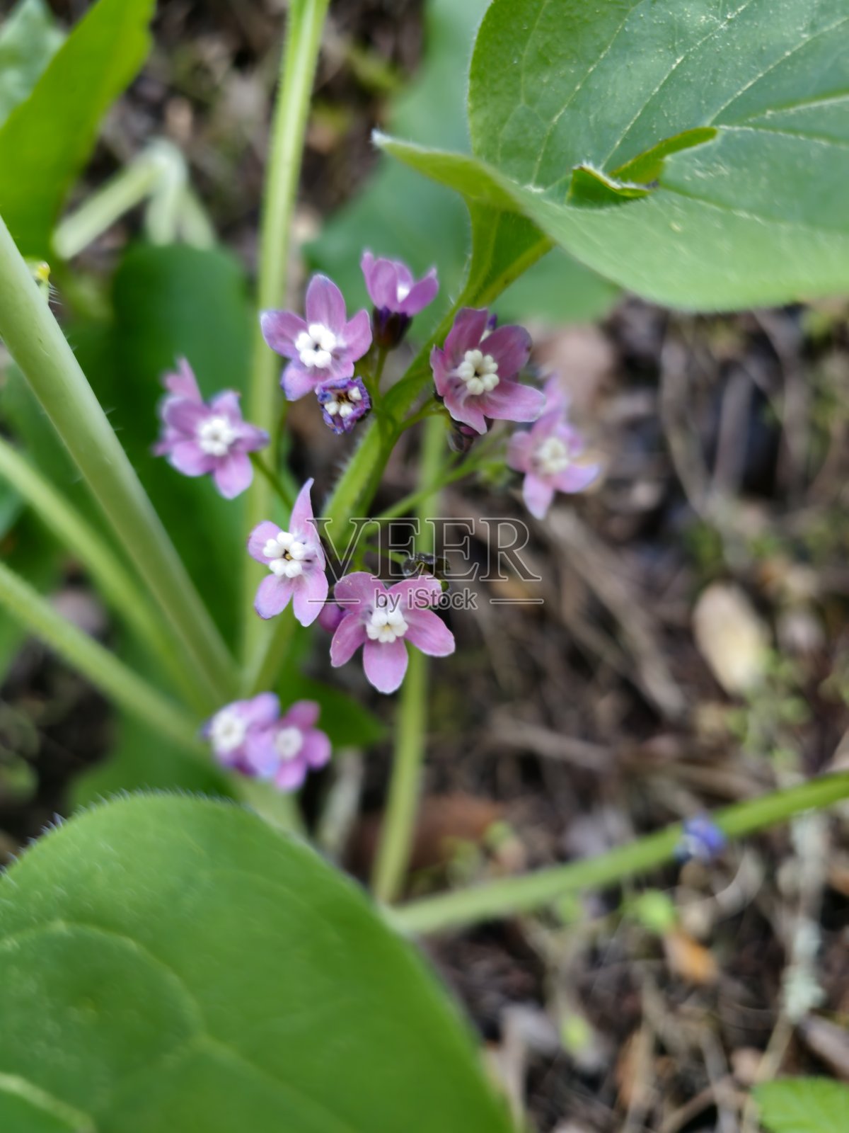 野生紫色的花看起来像猎犬照片摄影图片