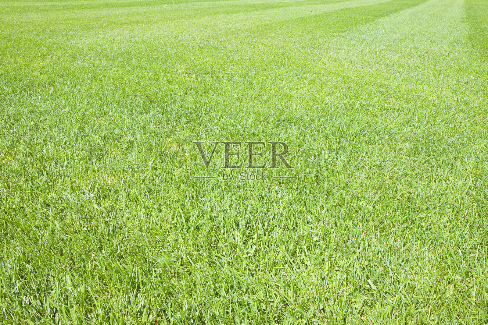 沙质土壤中人工和人工修剪的绿色草坪的工业化生产照片摄影图片