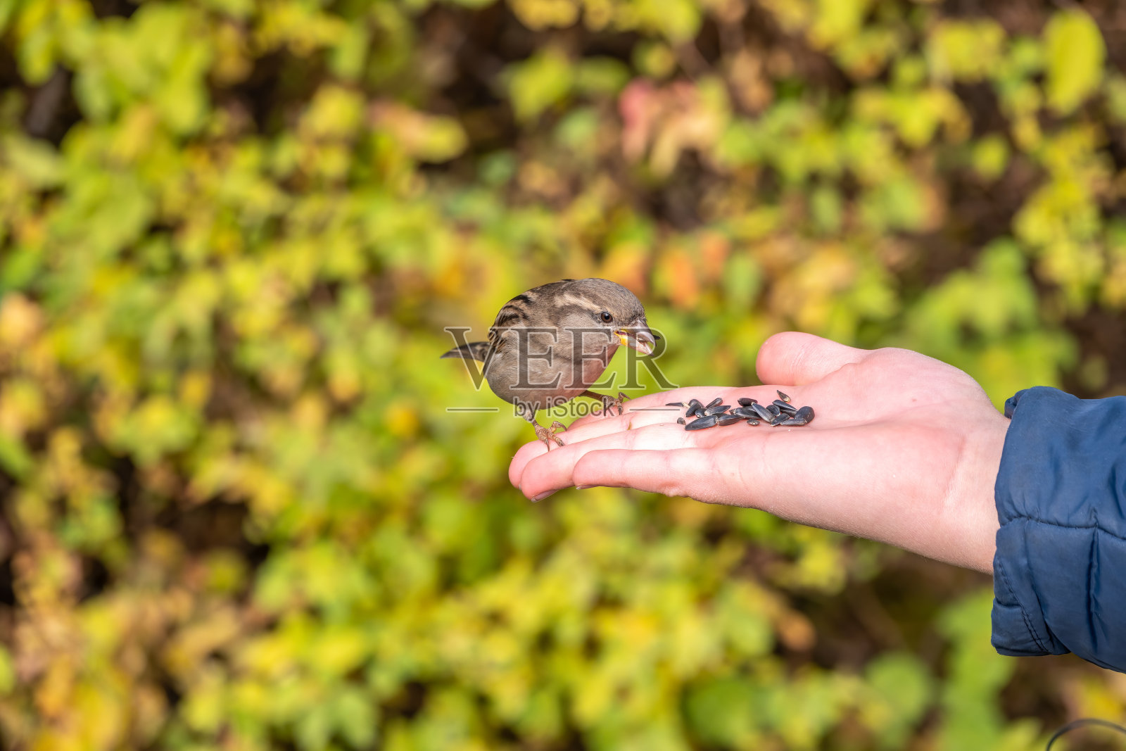 男孩用手中的种子喂鸟。麻雀吃男孩手里的种子照片摄影图片