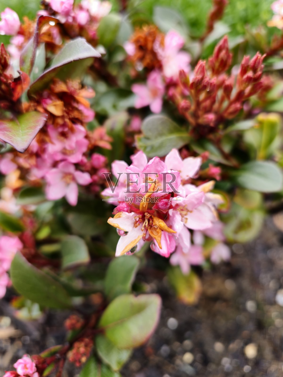 粉红色的花朵照片摄影图片