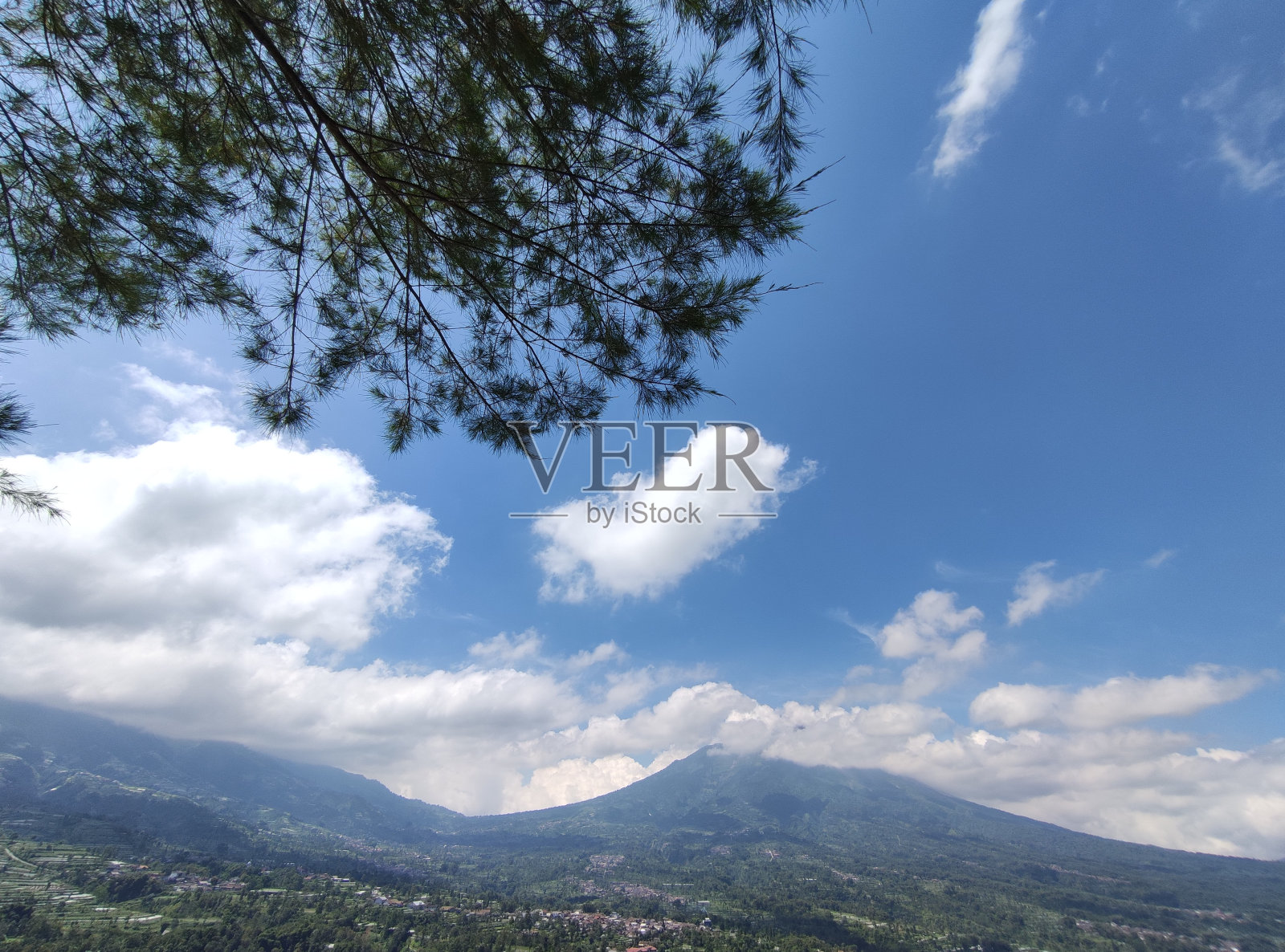 热带树木和蓝天照片摄影图片