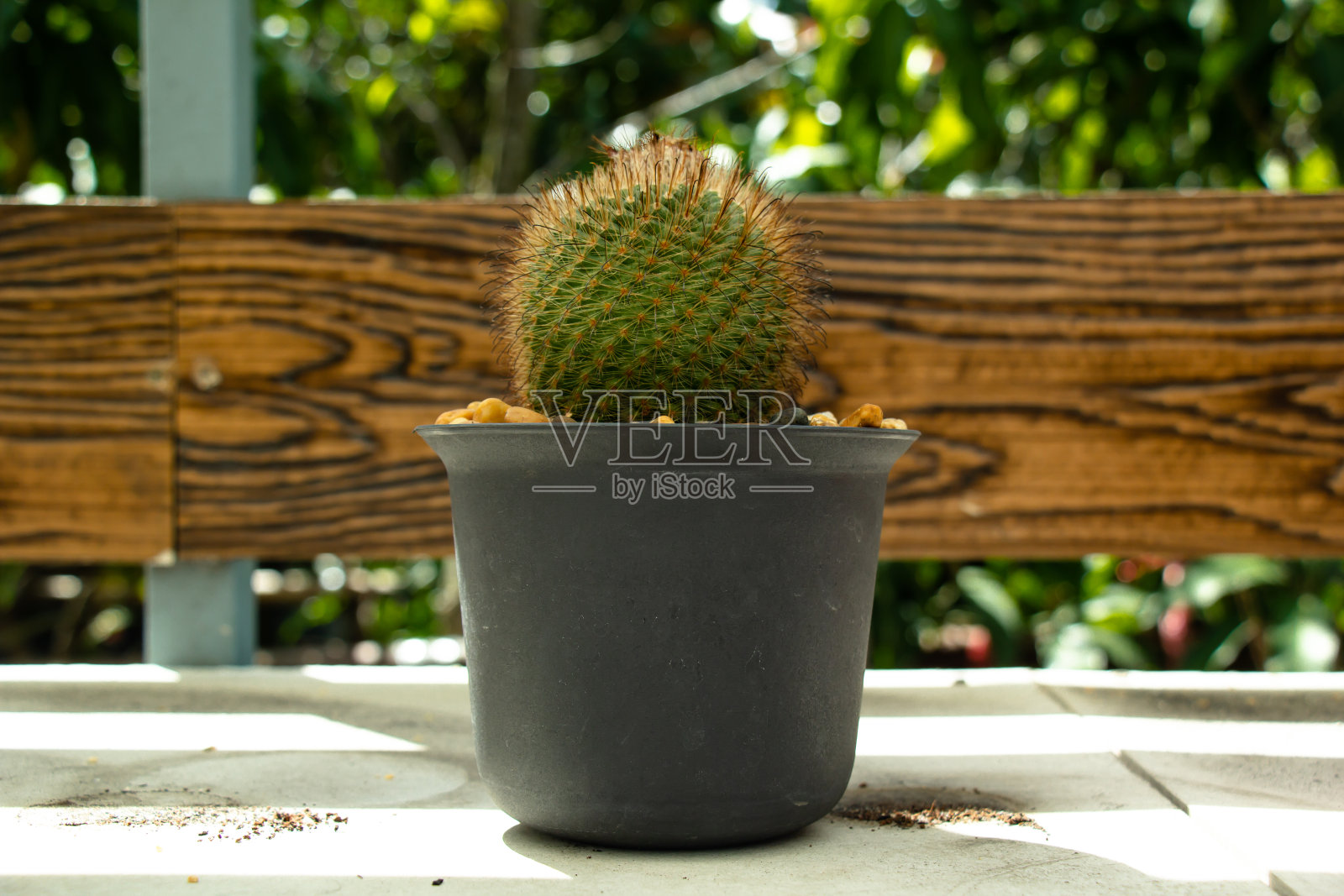 仙人掌的特写细节照片摄影图片