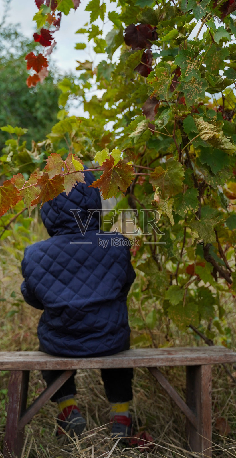 秋天的花园里，一个孩子背对着藤蔓下的长凳坐着。孩子的隐私。童年的孤独。选择性软聚焦。照片摄影图片