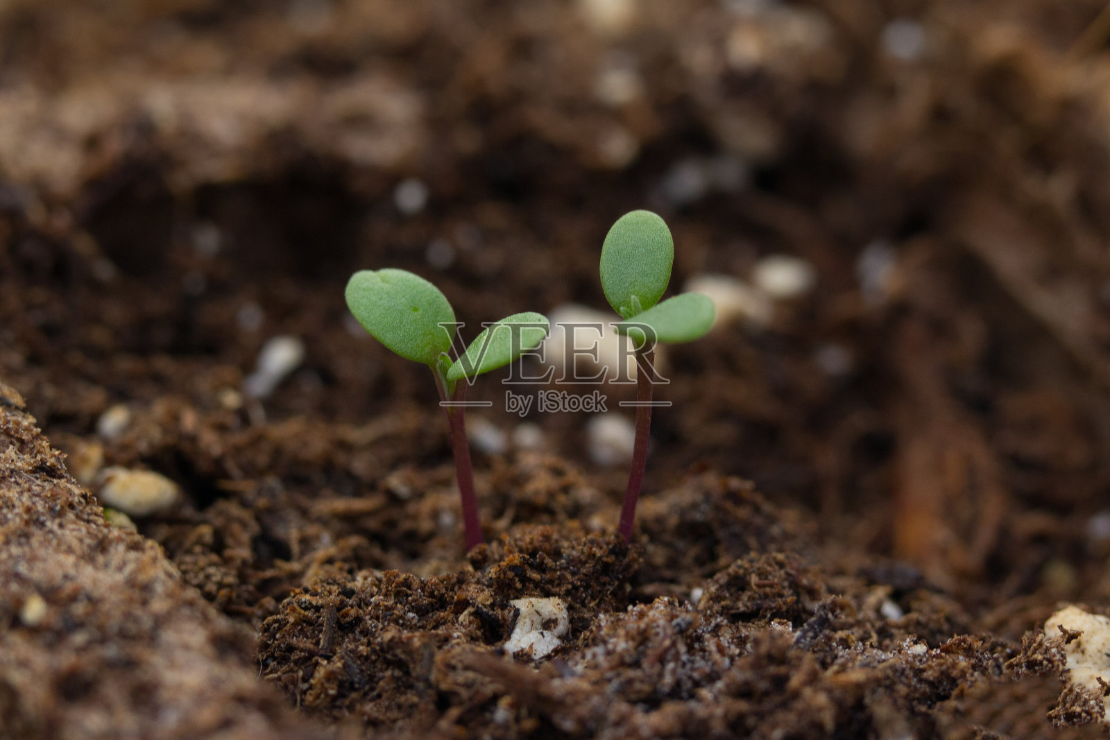 温室里的托盘里长着小小的有机芽。照片摄影图片