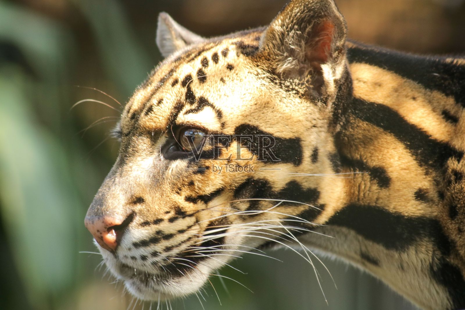 在阳光明媚的日子里，豹子的脸部特写照片摄影图片