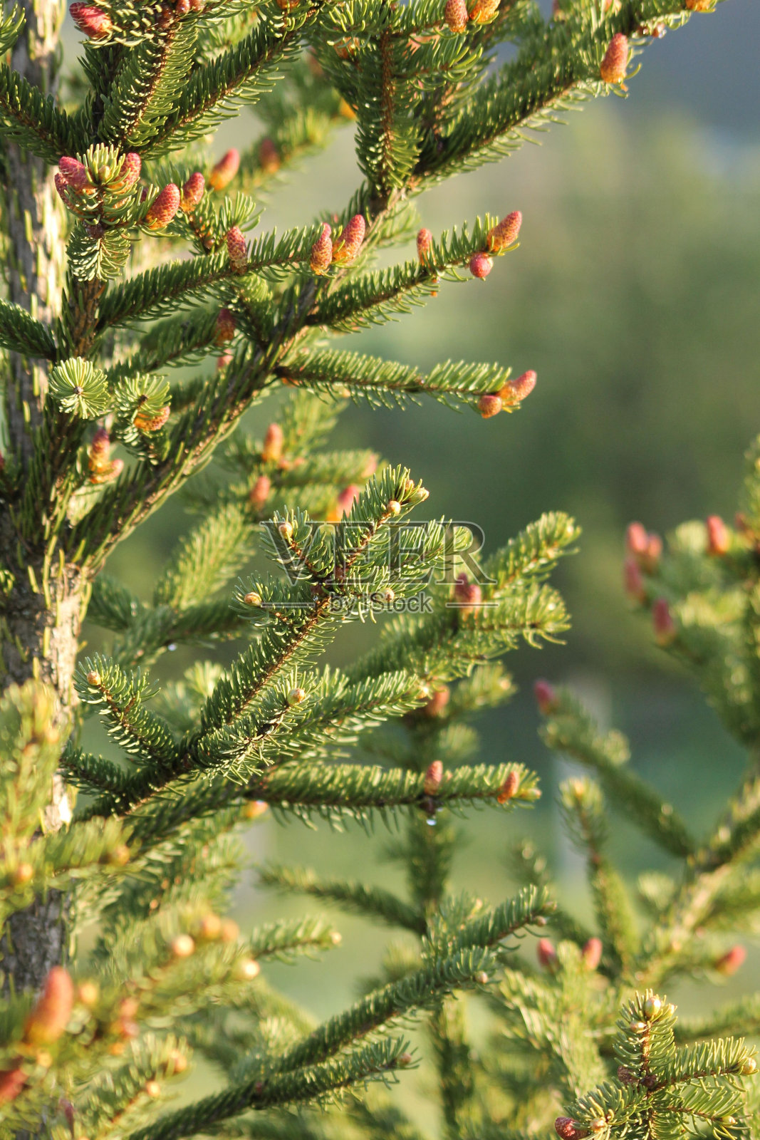 阳光明媚的一天，花园里的常绿松树照片摄影图片