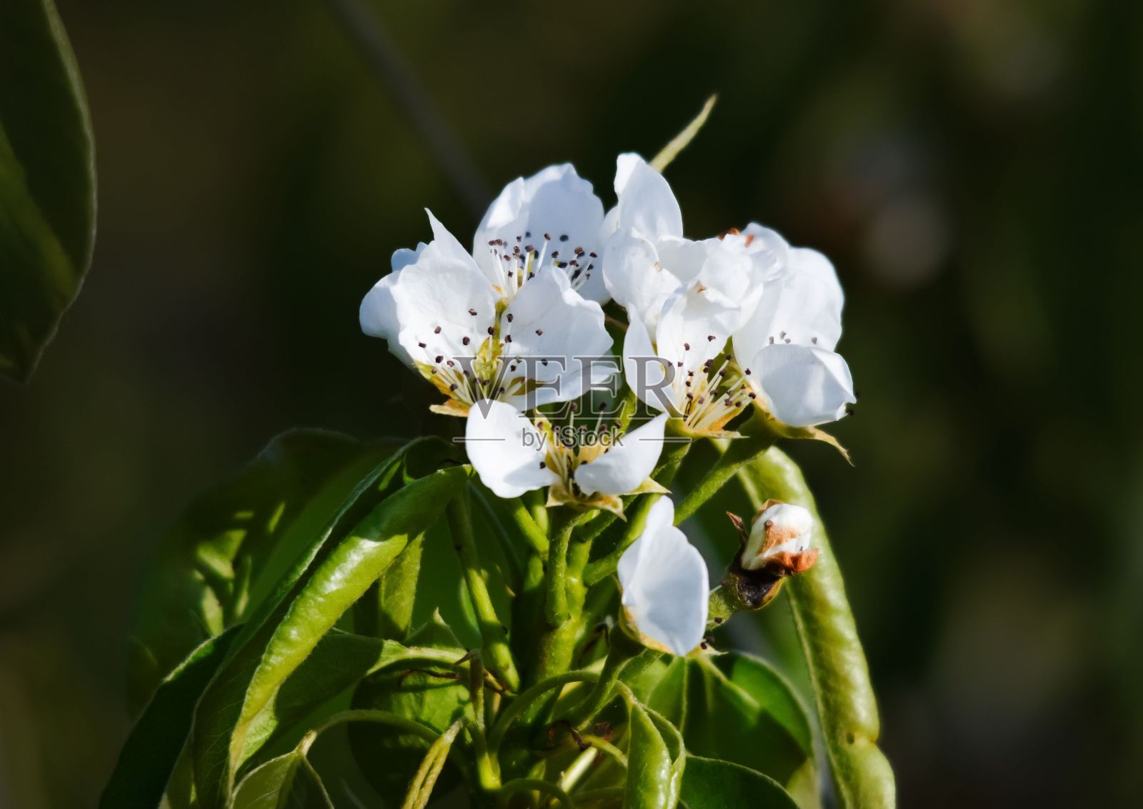 充满活力的苹果花在花园里盛开照片摄影图片