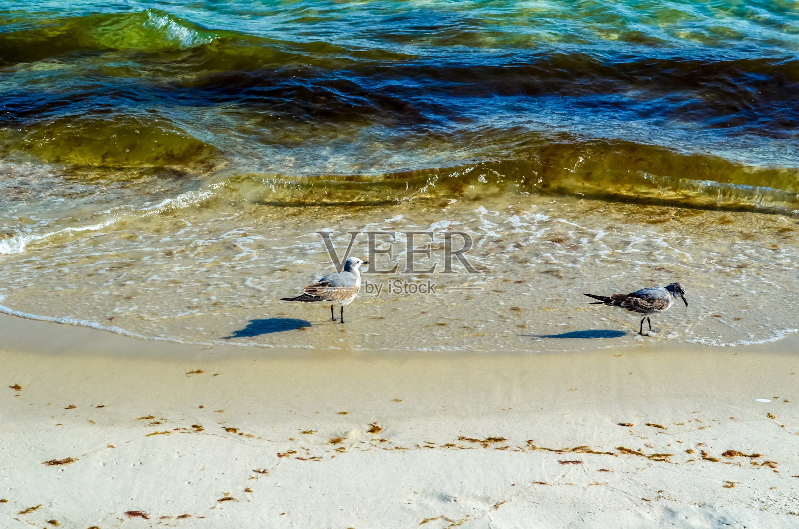 海鸥和矶鹞照片摄影图片