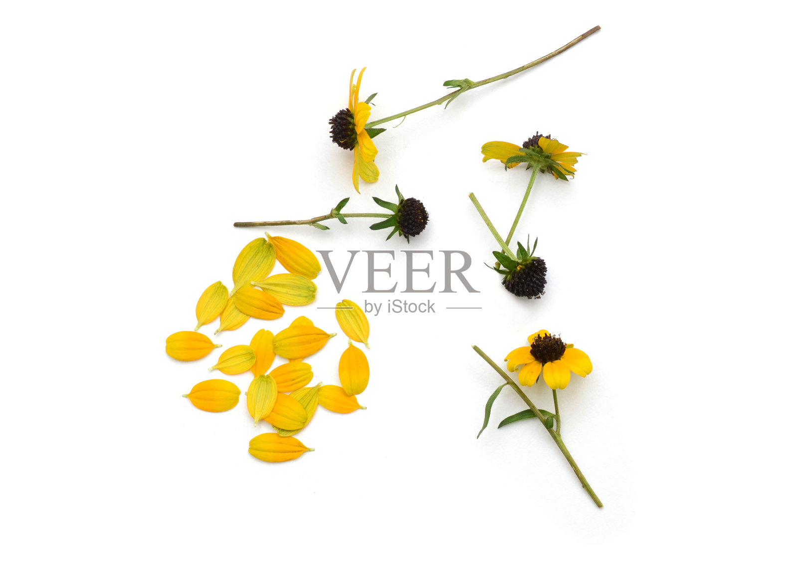 亮黄色的红色照片摄影图片