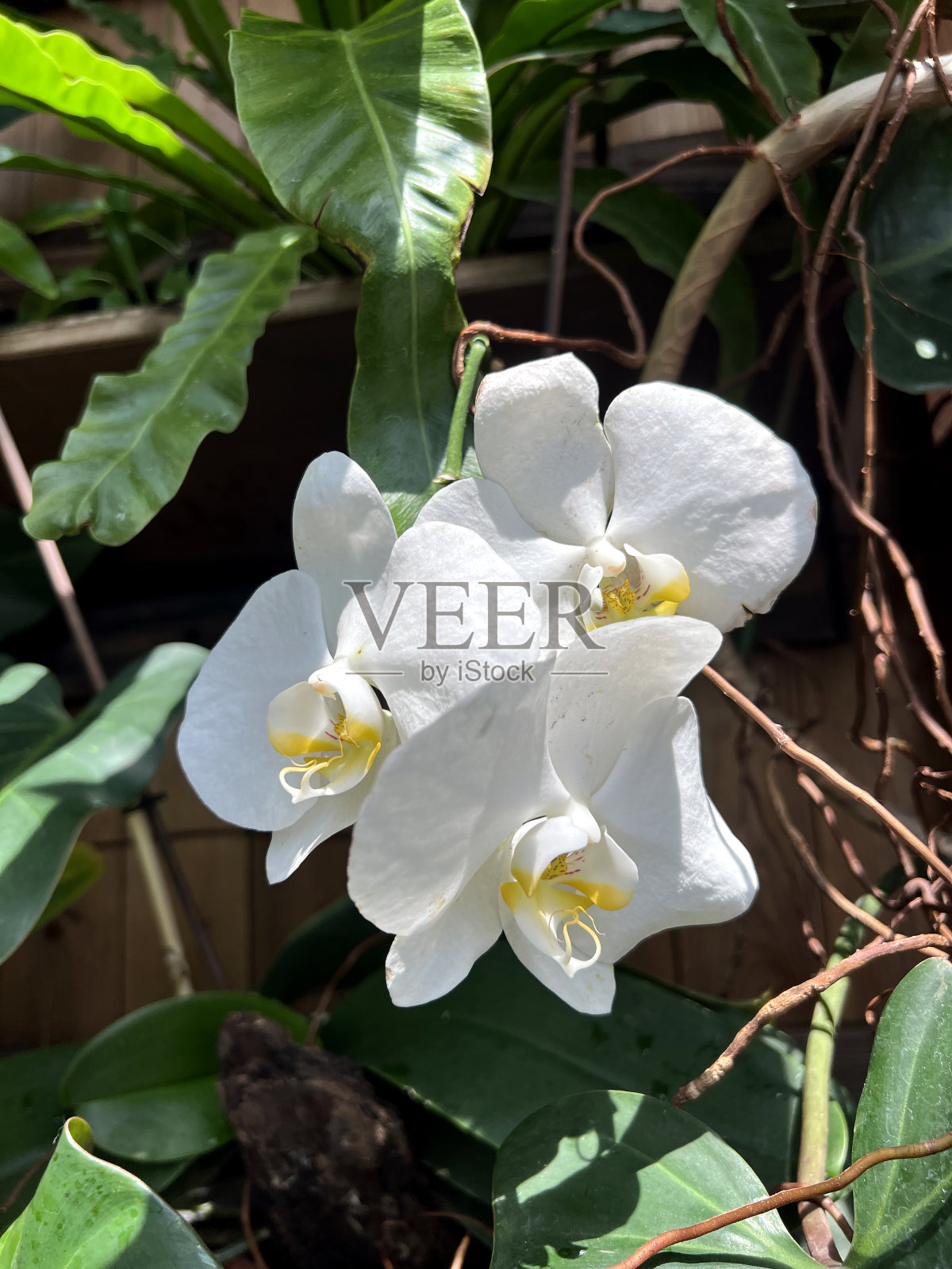 白兰花在自然界，在热带花园。照片摄影图片