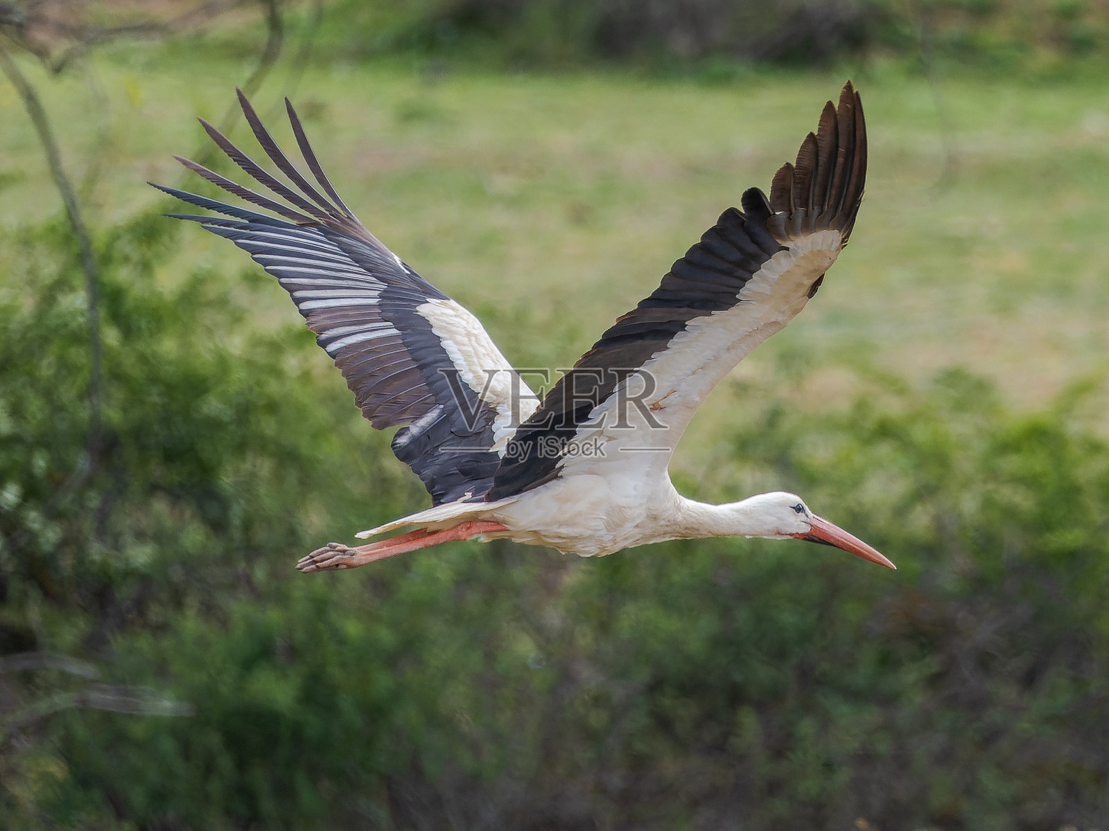 飞中的鹳照片摄影图片