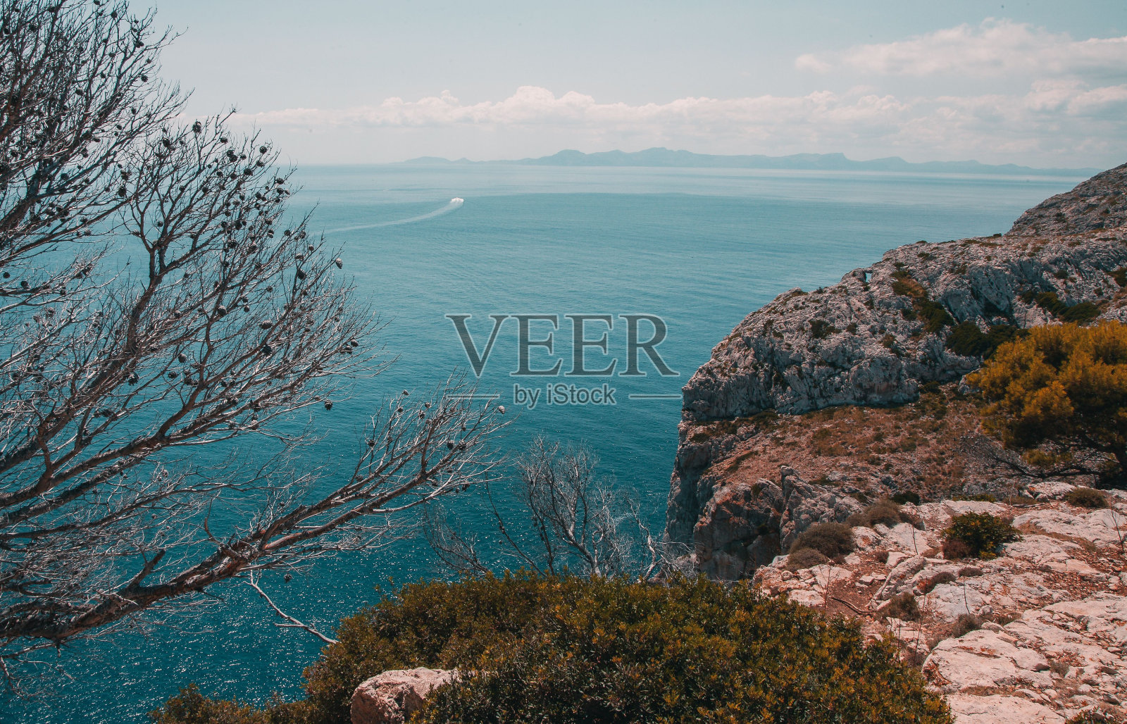 雄伟的树木在壮丽的海景前景与岩石悬崖照片摄影图片