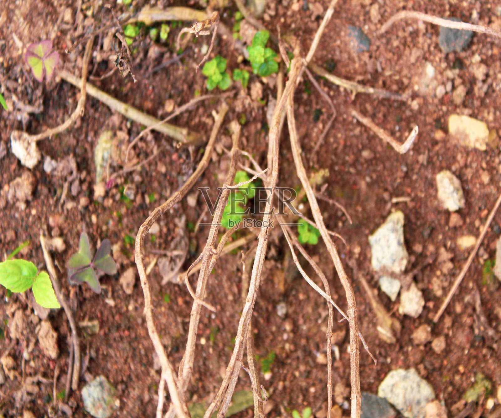 地球与根照片摄影图片