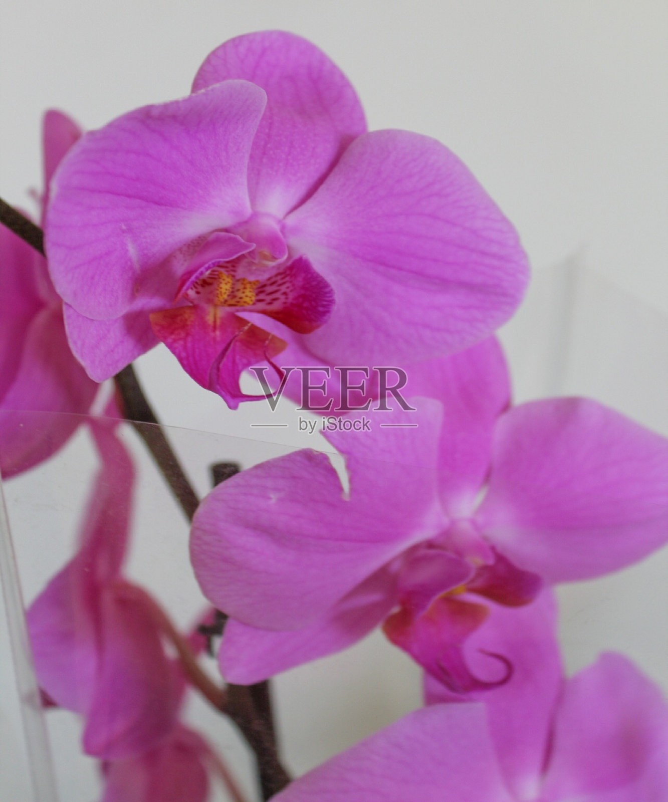 紫色的兰花照片摄影图片