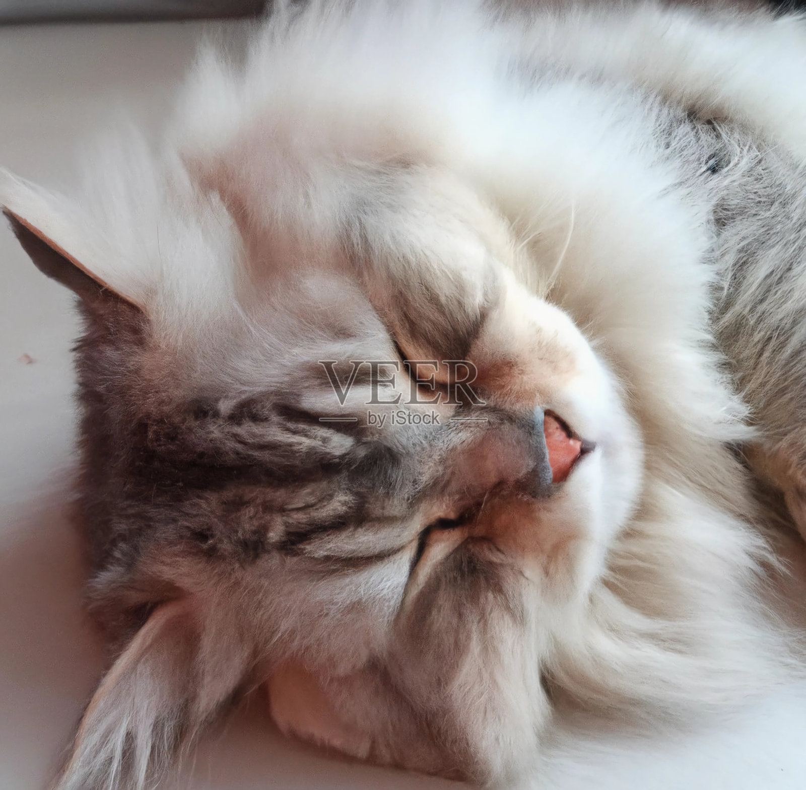 一只波斯猫趴在桌子上睡觉照片摄影图片