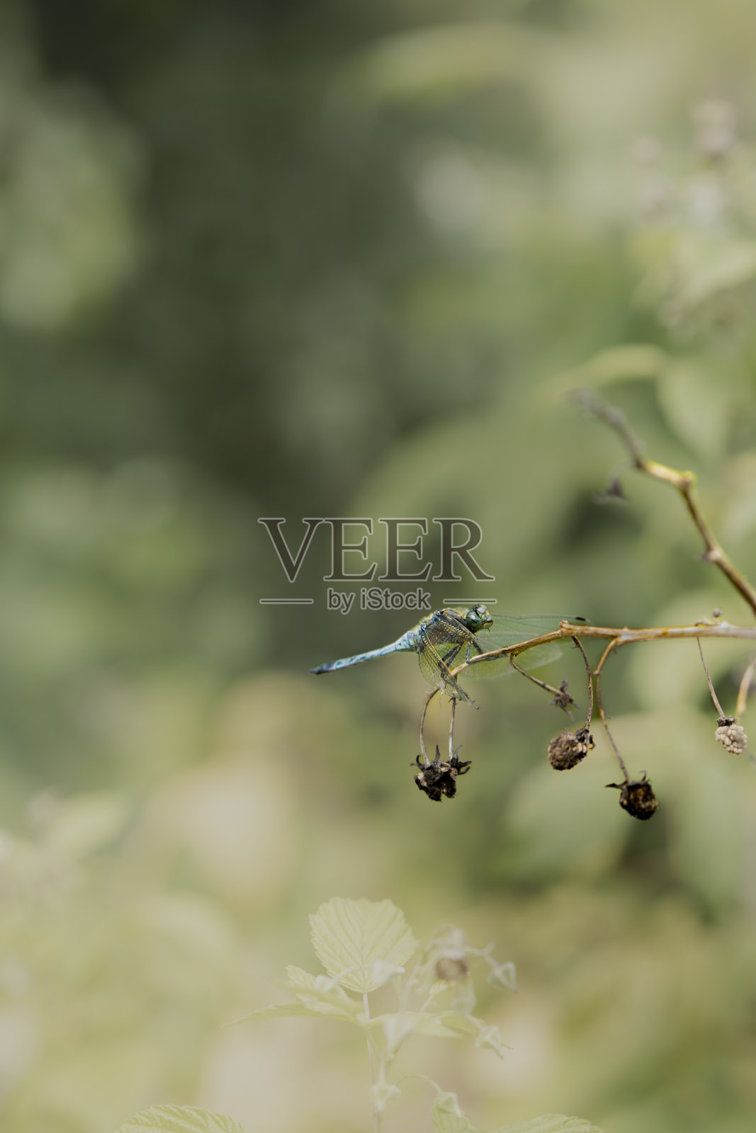 一只蜻蜓坐在树枝上照片摄影图片