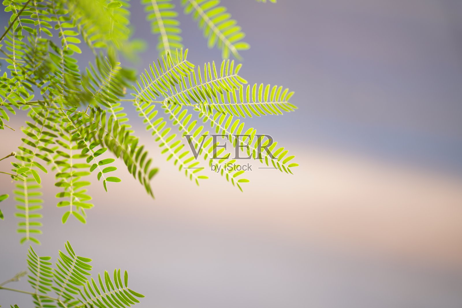 绿色的叶子在柔和的背景照片摄影图片