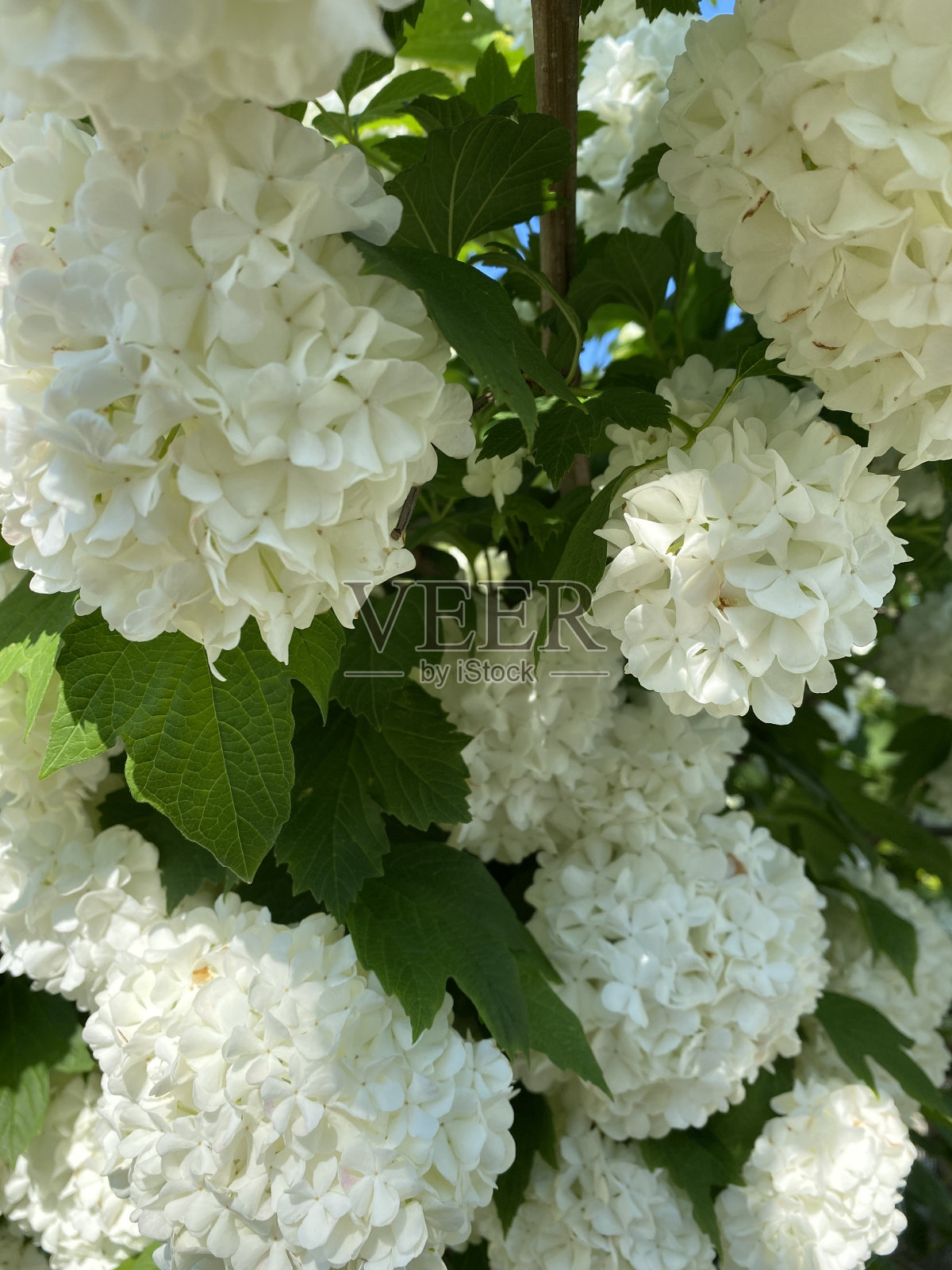 白色的豆荚，蓝天下的花园照片摄影图片