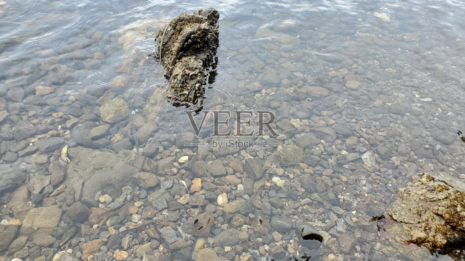 清澈的湖水照片摄影图片