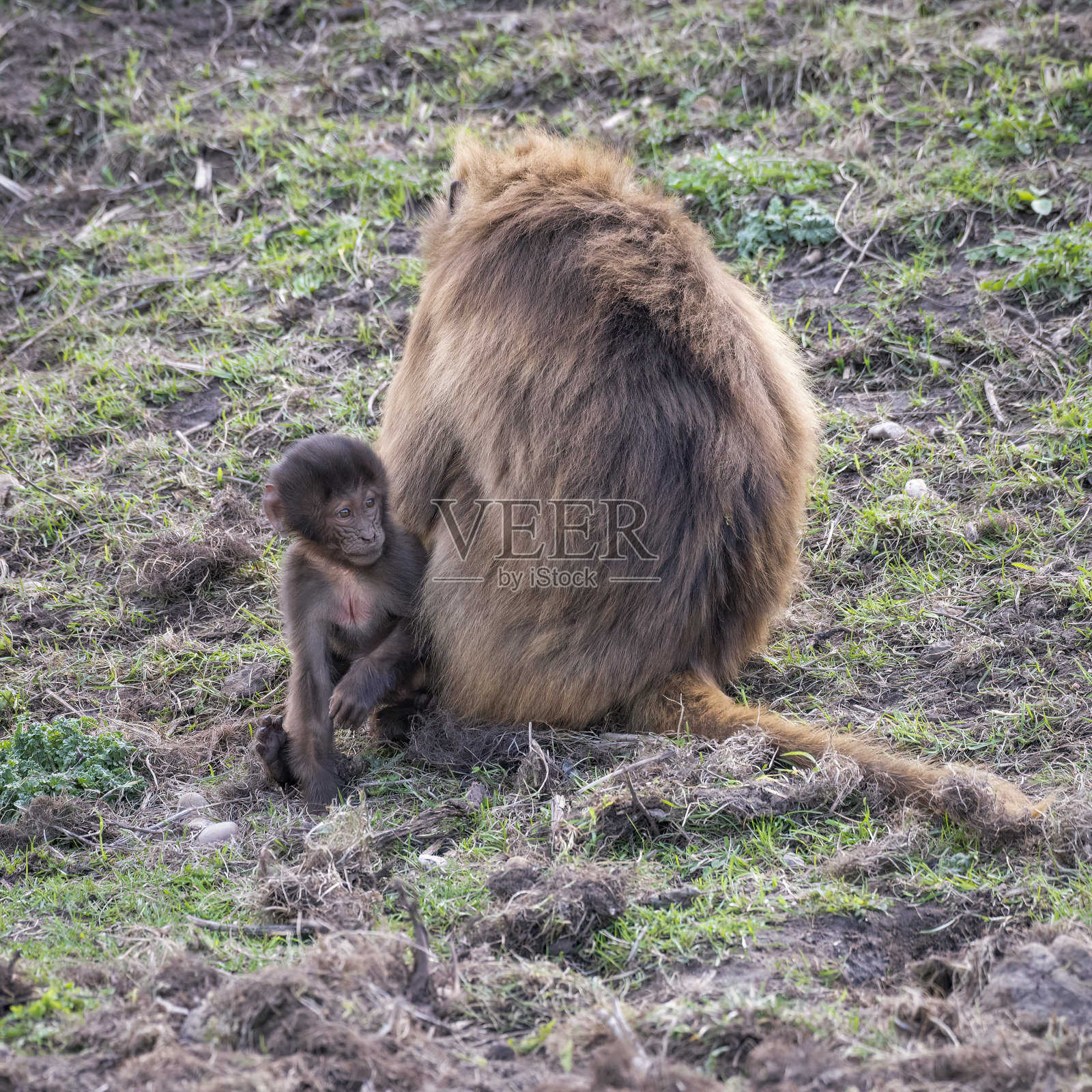 狒狒猴子照片摄影图片