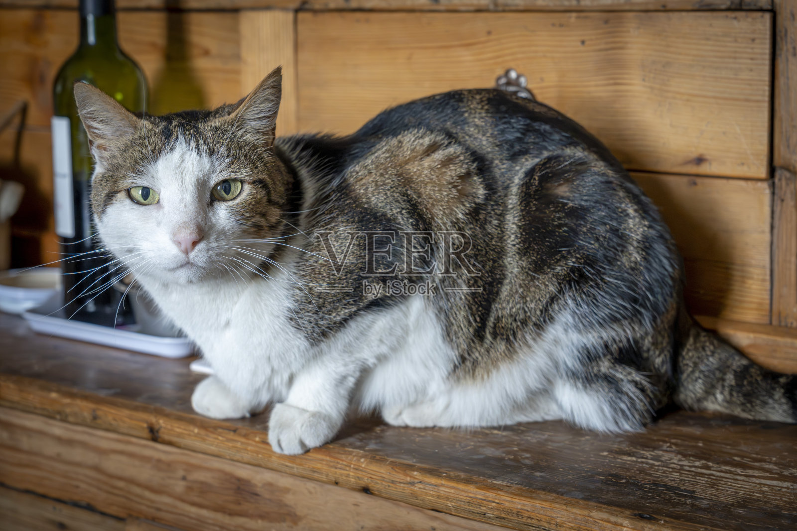 法国莱克——2023年04月22日:一只白色虎斑猫躺在地上凝视前方照片摄影图片