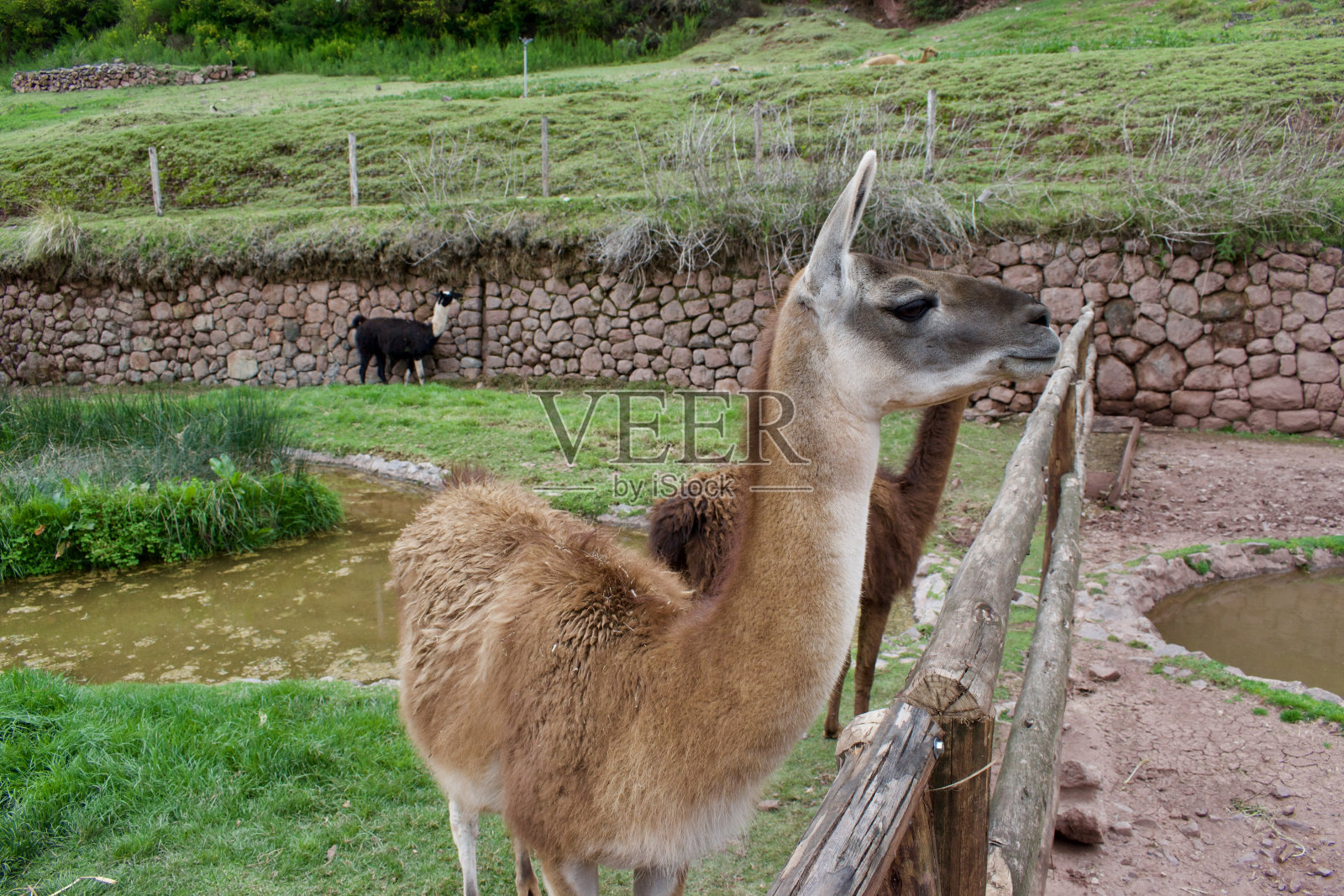 羊驼在农场看什么东西照片摄影图片