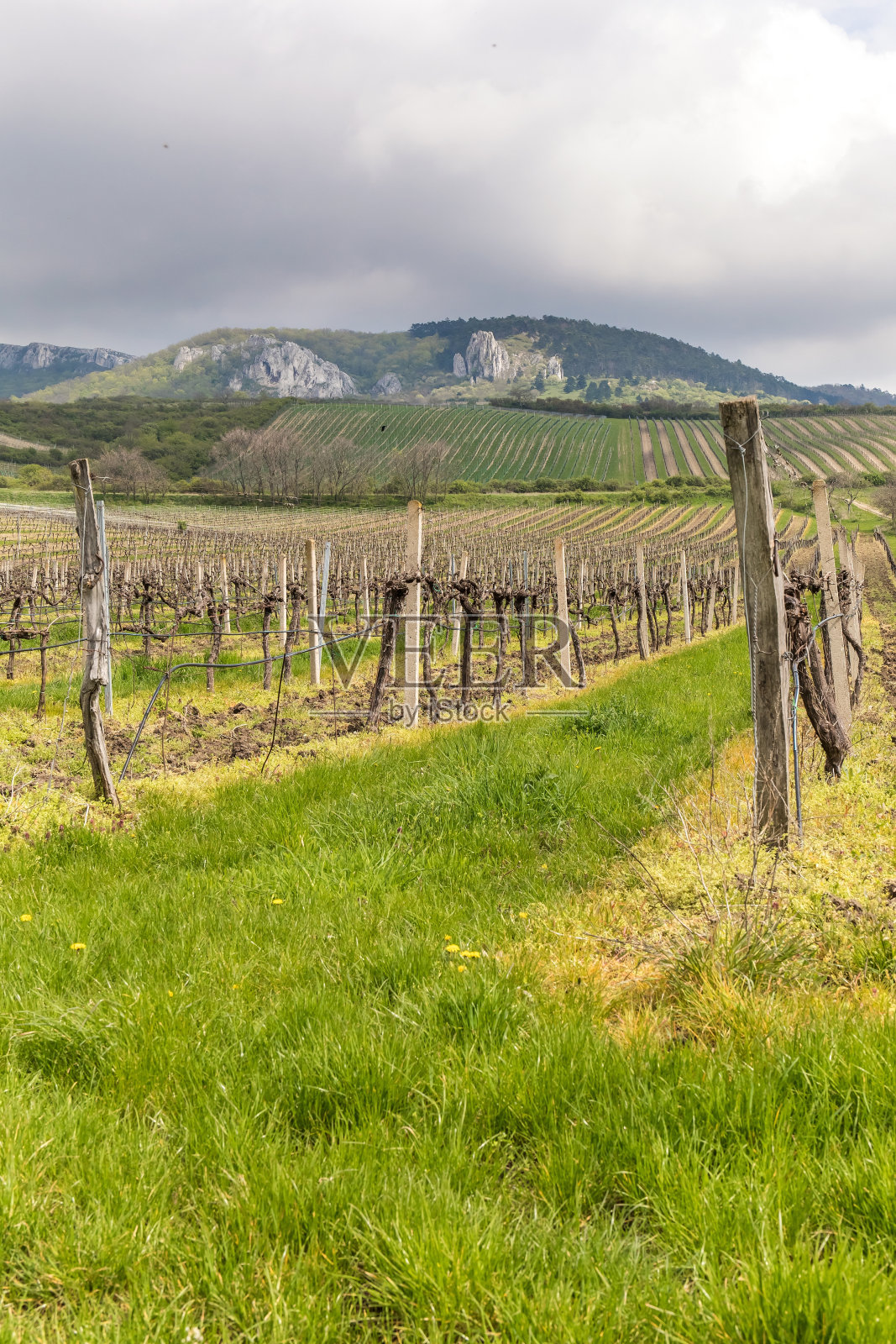 在春天的傍晚，一排排的葡萄园。捷克共和国南摩拉维亚的春季风景。帕拉瓦山下的葡萄园。照片摄影图片
