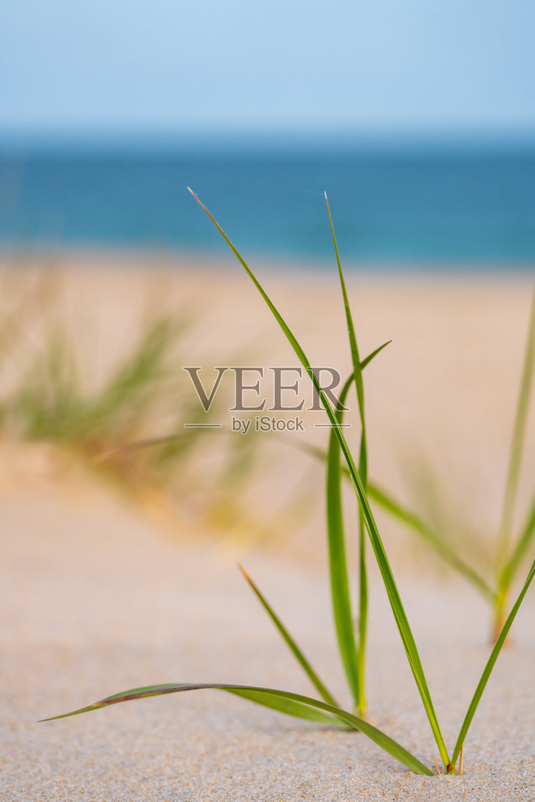 美丽的沙丘草照片摄影图片