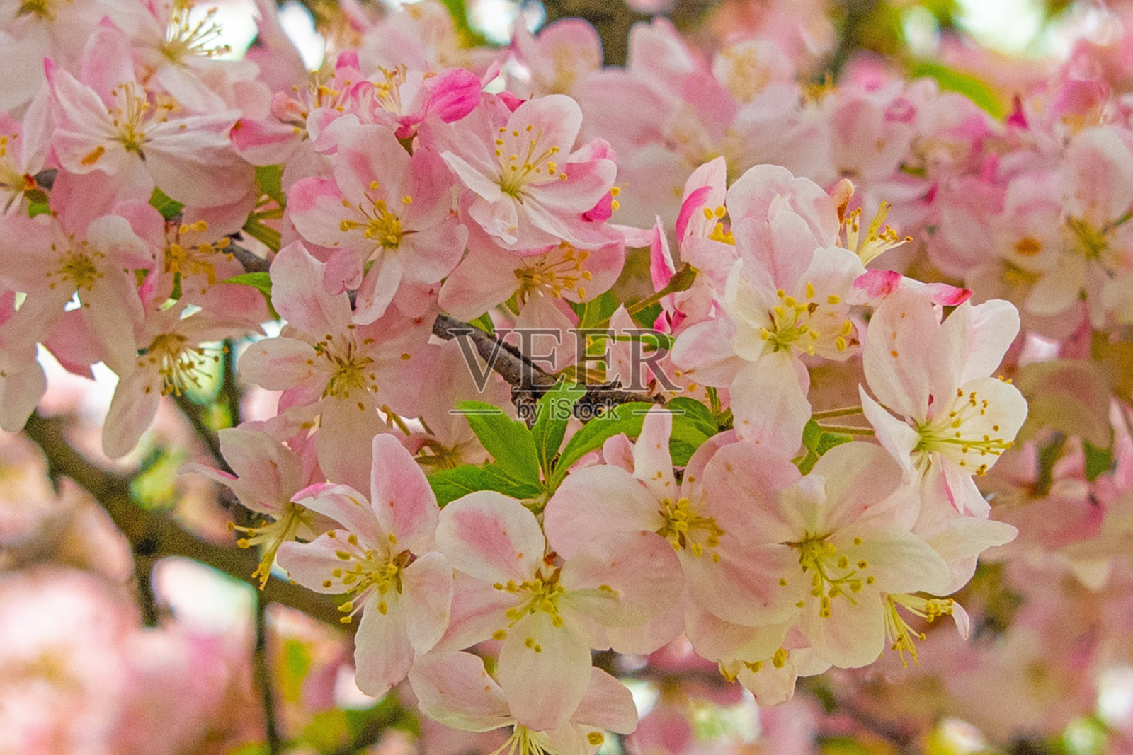 早春的樱花——印第安纳州霍华德县照片摄影图片